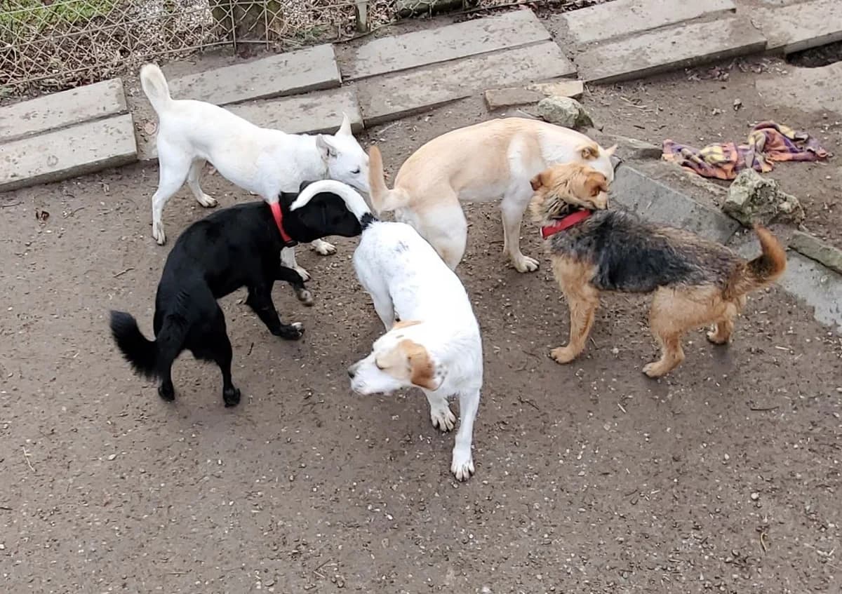 Elli, female Mixed Breed for adoption at Tierschutz Wörrstadt — photo 3 of 14