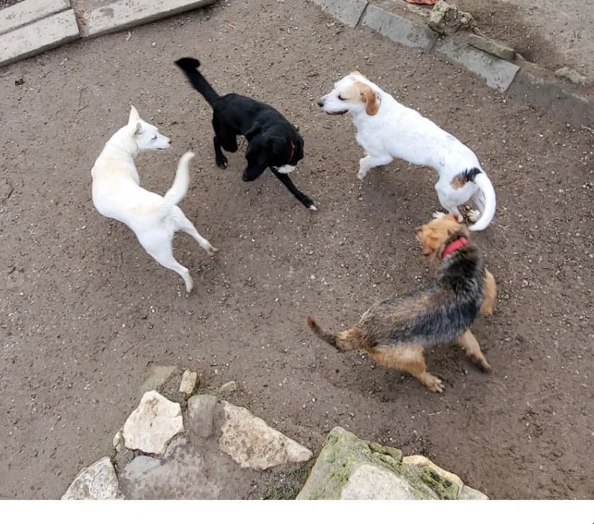 Elli, female Mixed Breed for adoption at Tierschutz Wörrstadt — photo 4 of 14