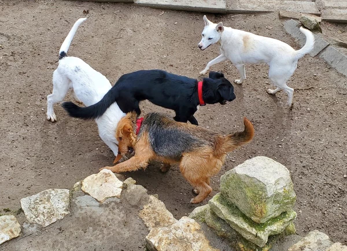 Elli, female Mixed Breed for adoption at Tierschutz Wörrstadt — photo 5 of 14
