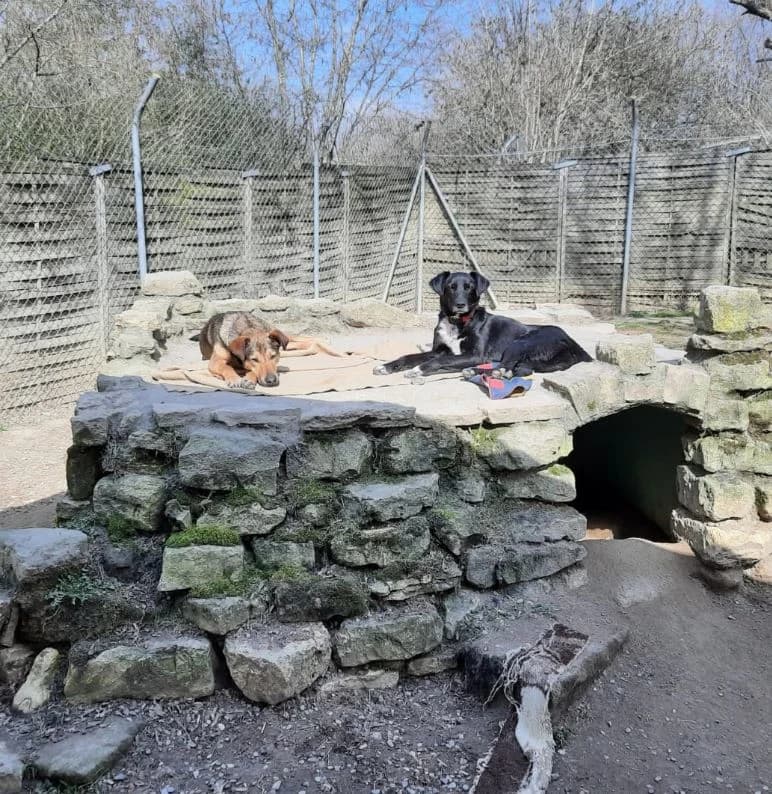 Elli, female Mixed Breed for adoption at Tierschutz Wörrstadt — photo 6 of 14