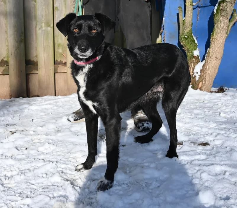 Elli, female Mixed Breed for adoption at Tierschutz Wörrstadt — photo 7 of 14