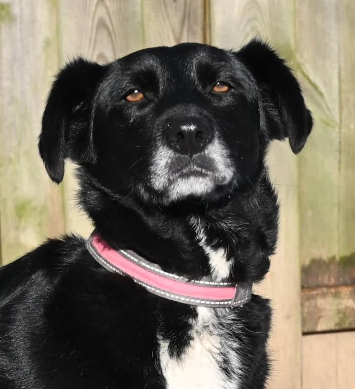 Elli, female Mixed Breed for adoption at Tierschutz Wörrstadt — photo 8 of 14