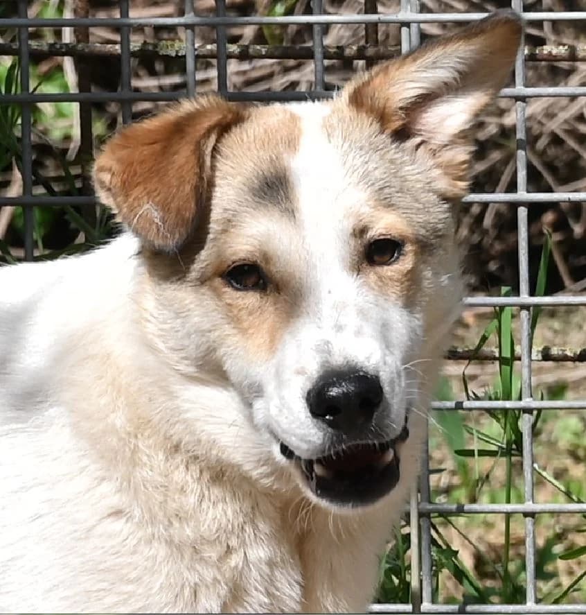 Karlsson, male 4yo Mixed Breed for adoption at Tierschutz Wörrstadt, Wörrstadt