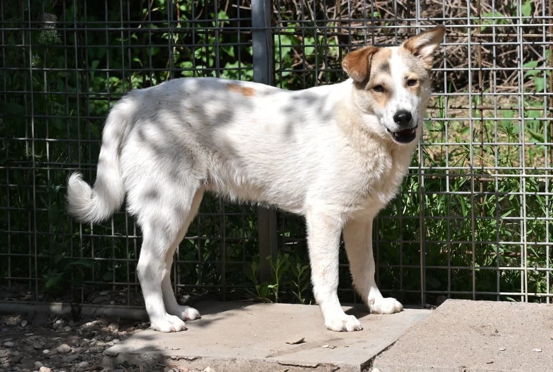 Karlsson, male Mixed Breed for adoption at Tierschutz Wörrstadt — photo 2 of 7