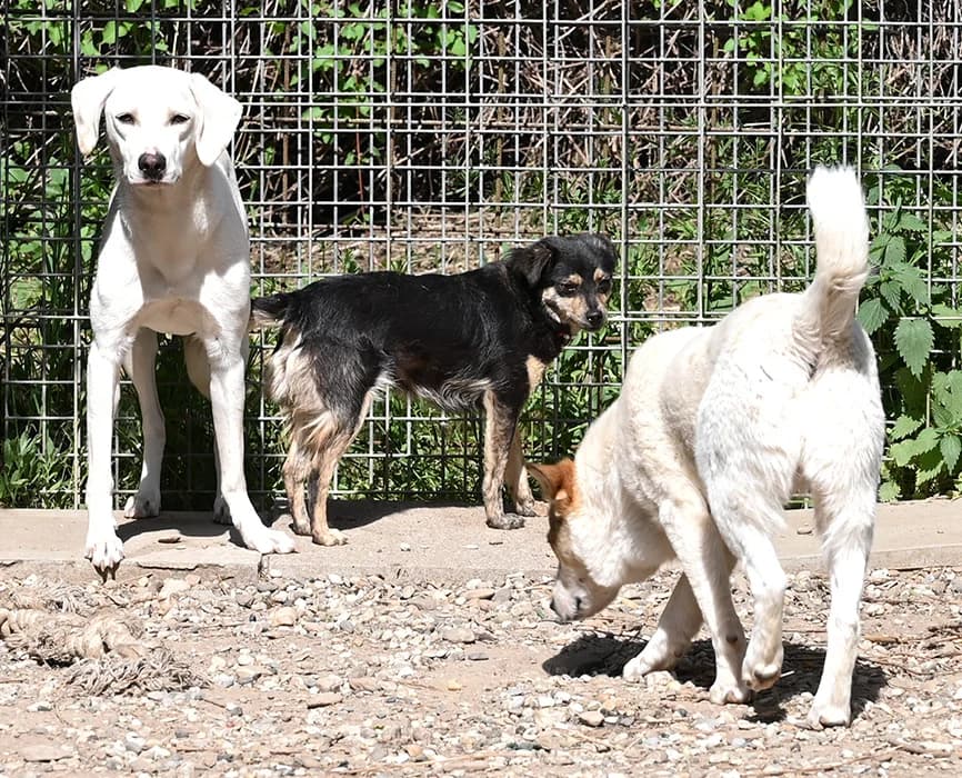 Karlsson, male Mixed Breed for adoption at Tierschutz Wörrstadt — photo 3 of 7