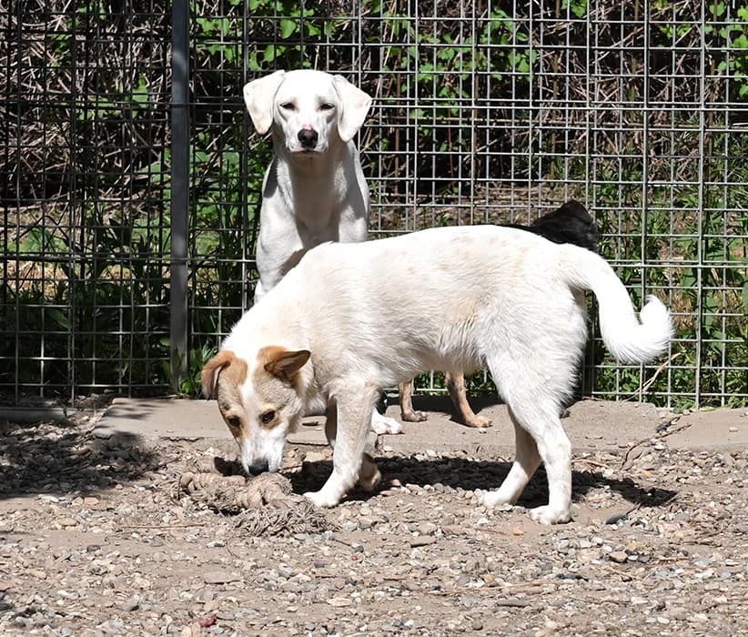 Karlsson, male Mixed Breed for adoption at Tierschutz Wörrstadt — photo 4 of 7