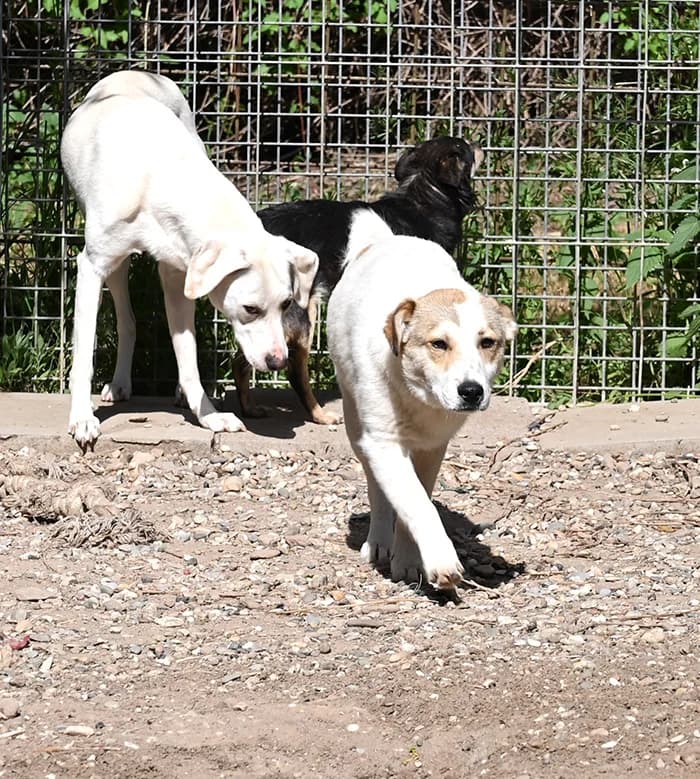 Karlsson, male Mixed Breed for adoption at Tierschutz Wörrstadt — photo 5 of 7