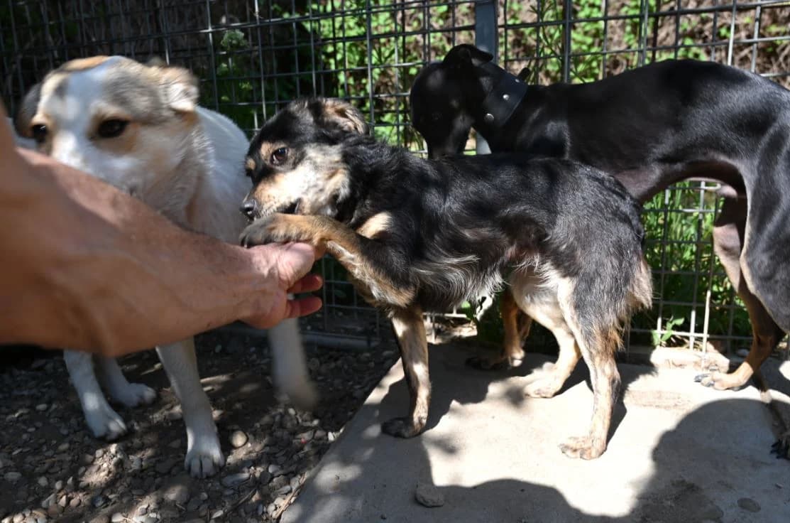 Karlsson, male Mixed Breed for adoption at Tierschutz Wörrstadt — photo 6 of 7