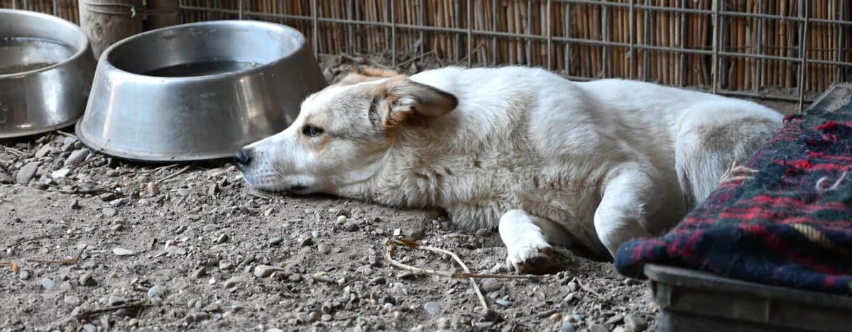 Karlsson, male Mixed Breed for adoption at Tierschutz Wörrstadt — photo 7 of 7