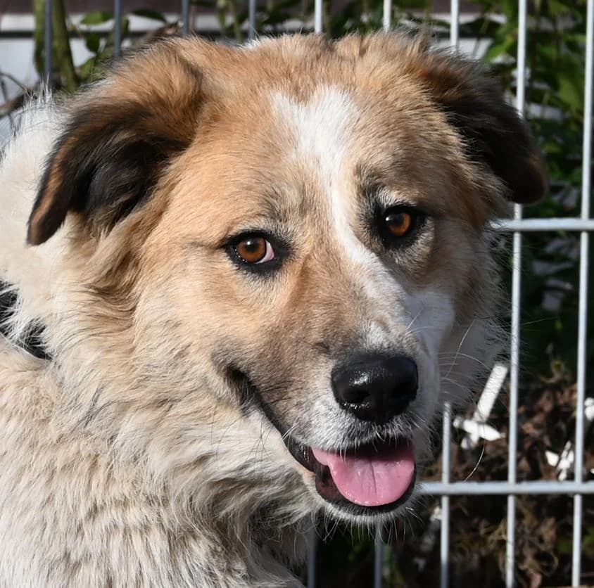 Lio, Mixed Breed (Tierschutz Wörrstadt)