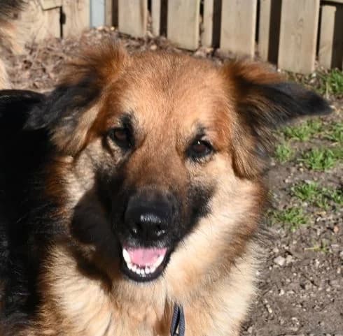 Sidney, male 3yo German Shepherd for adoption at Tierschutz Wörrstadt, Wörrstadt