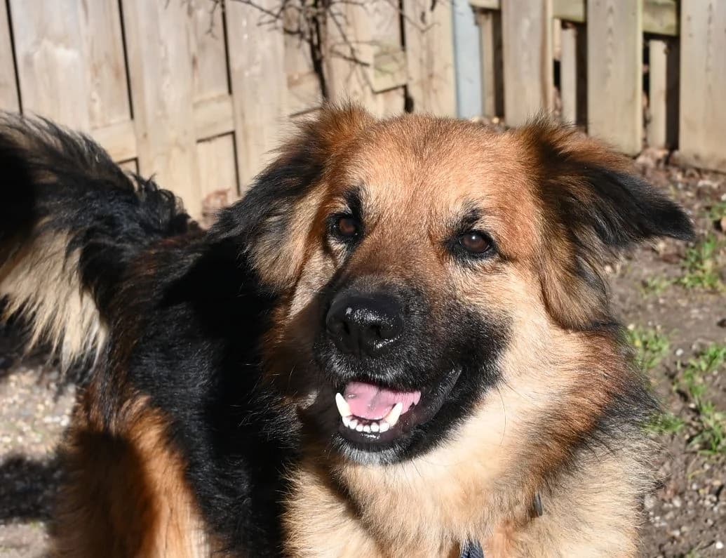 Sidney, male German Shepherd for adoption at Tierschutz Wörrstadt — photo 3 of 8