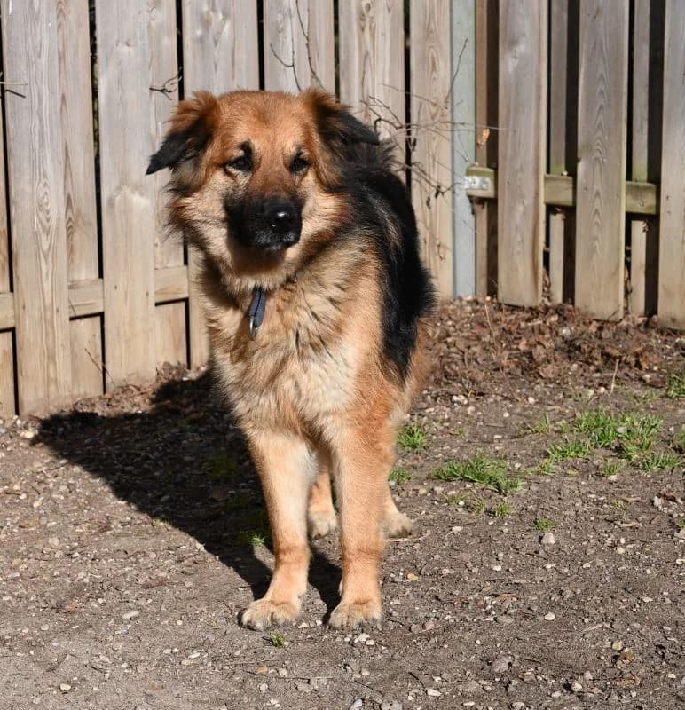 Sidney, male German Shepherd for adoption at Tierschutz Wörrstadt — photo 4 of 8