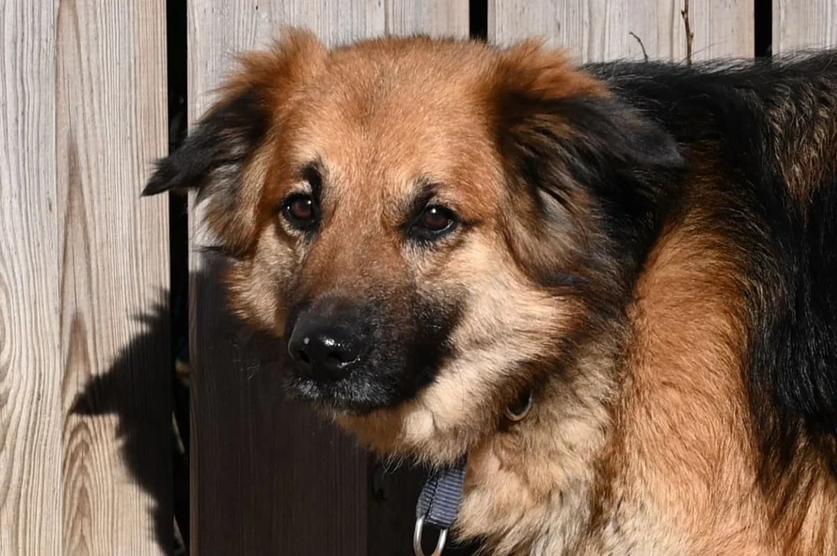 Sidney, male German Shepherd for adoption at Tierschutz Wörrstadt — photo 5 of 8