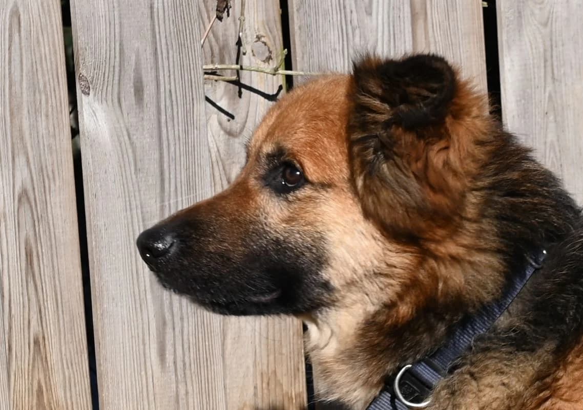 Sidney, male German Shepherd for adoption at Tierschutz Wörrstadt — photo 6 of 8