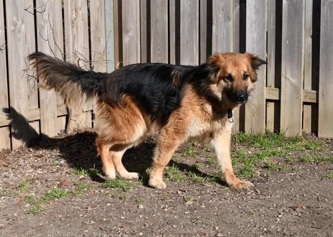 Sidney, male German Shepherd for adoption at Tierschutz Wörrstadt — photo 7 of 8