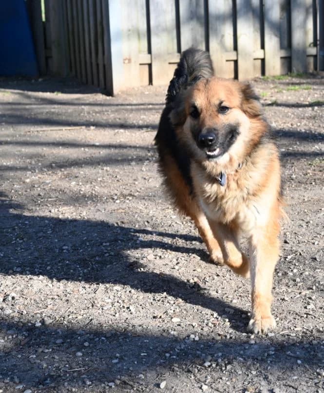 Sidney, male German Shepherd for adoption at Tierschutz Wörrstadt — photo 8 of 8