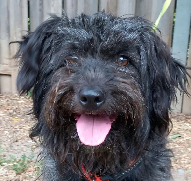 Katinka, female Mixed Breed for adoption at Tierschutz Wörrstadt