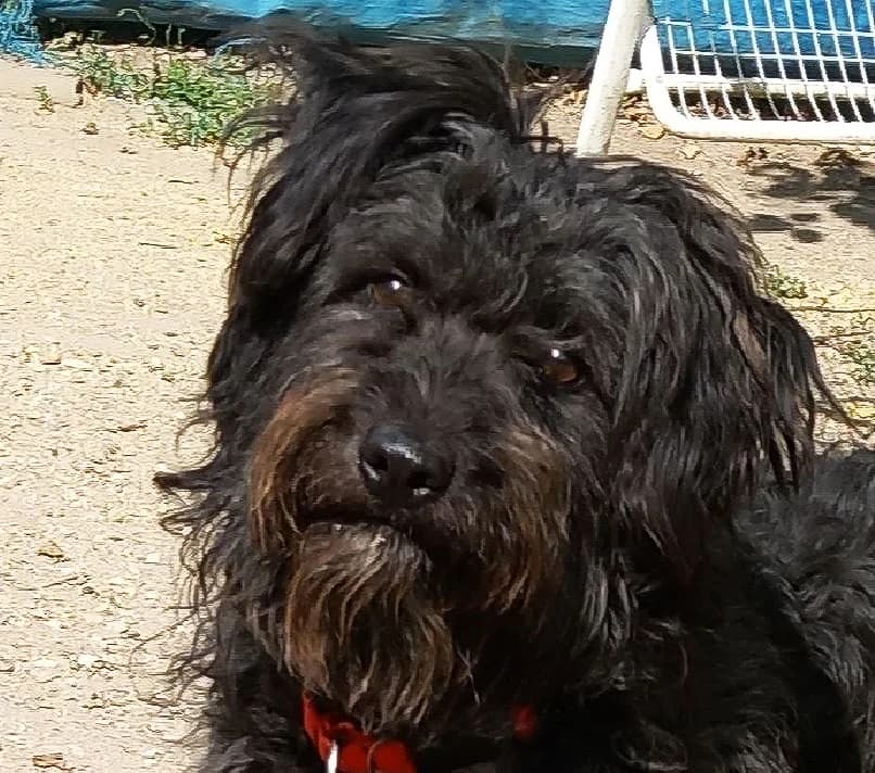 Katinka, female Mixed Breed for adoption at Tierschutz Wörrstadt — photo 2 of 8