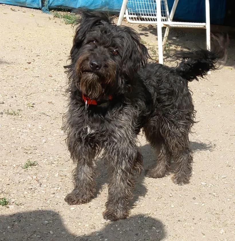 Katinka, female Mixed Breed for adoption at Tierschutz Wörrstadt — photo 3 of 8