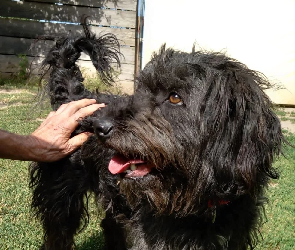 Katinka, female Mixed Breed for adoption at Tierschutz Wörrstadt — photo 4 of 8