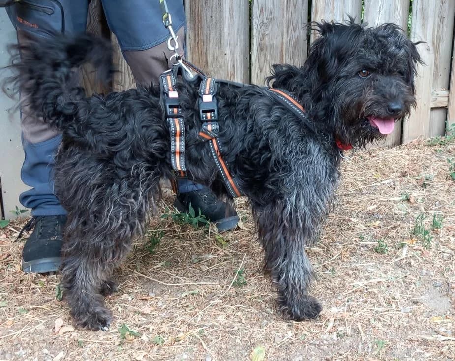 Katinka, female Mixed Breed for adoption at Tierschutz Wörrstadt — photo 5 of 8