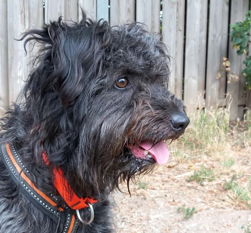 Katinka, female Mixed Breed for adoption at Tierschutz Wörrstadt — photo 6 of 8