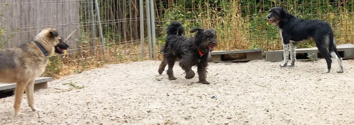 Katinka, female Mixed Breed for adoption at Tierschutz Wörrstadt — photo 7 of 8
