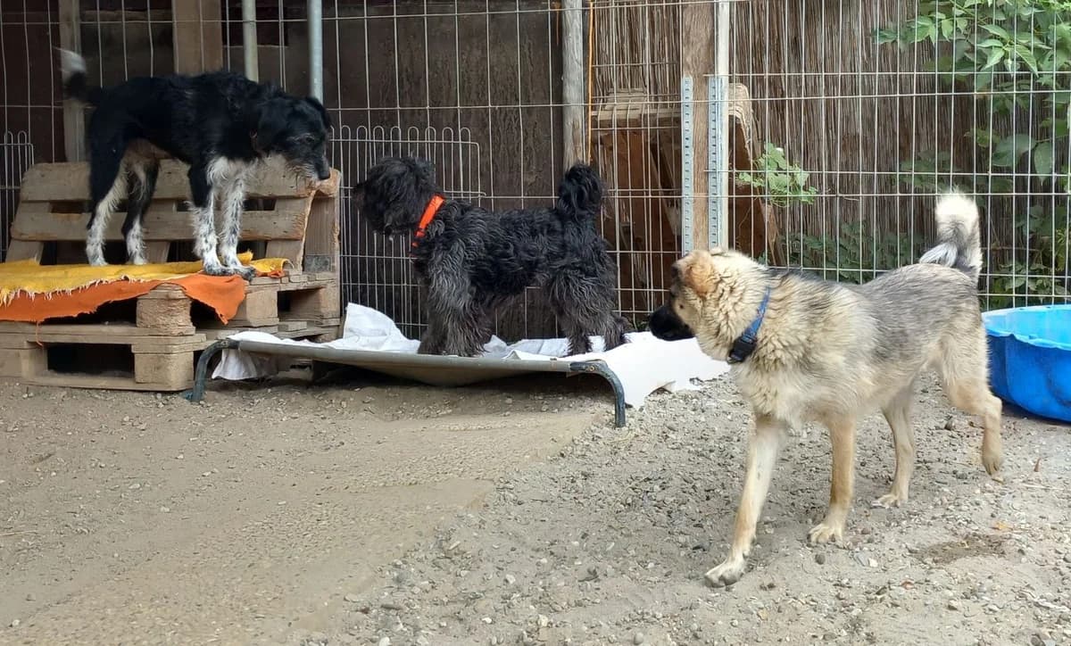Katinka, female Mixed Breed for adoption at Tierschutz Wörrstadt — photo 8 of 8