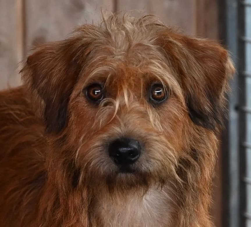 Strolch, male 3yo Dachshund for adoption at Tierschutz Wörrstadt, Wörrstadt