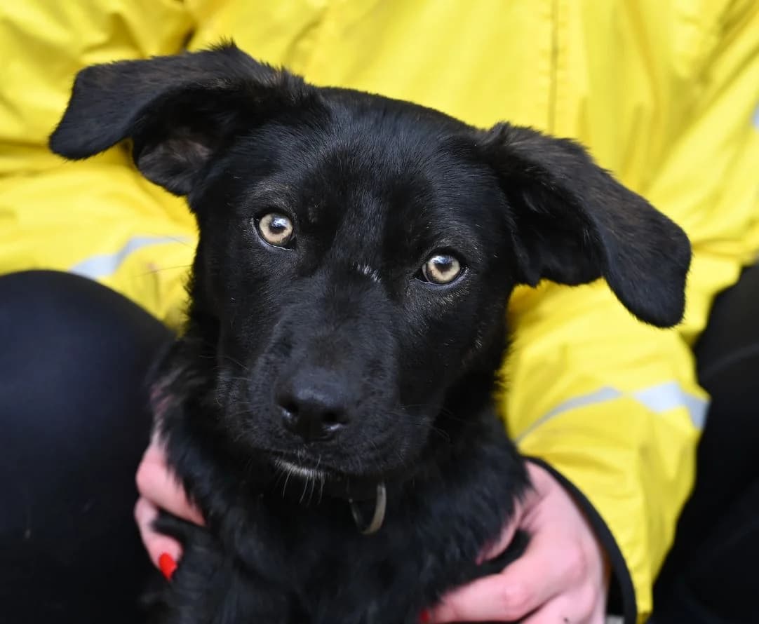Sweety, Mixed Breed (Tierschutz Wörrstadt)