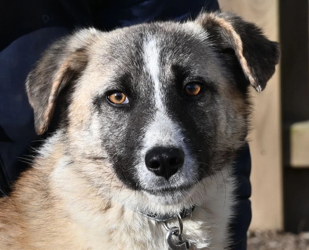 Madison, female Mixed Breed for adoption at Tierschutz Wörrstadt