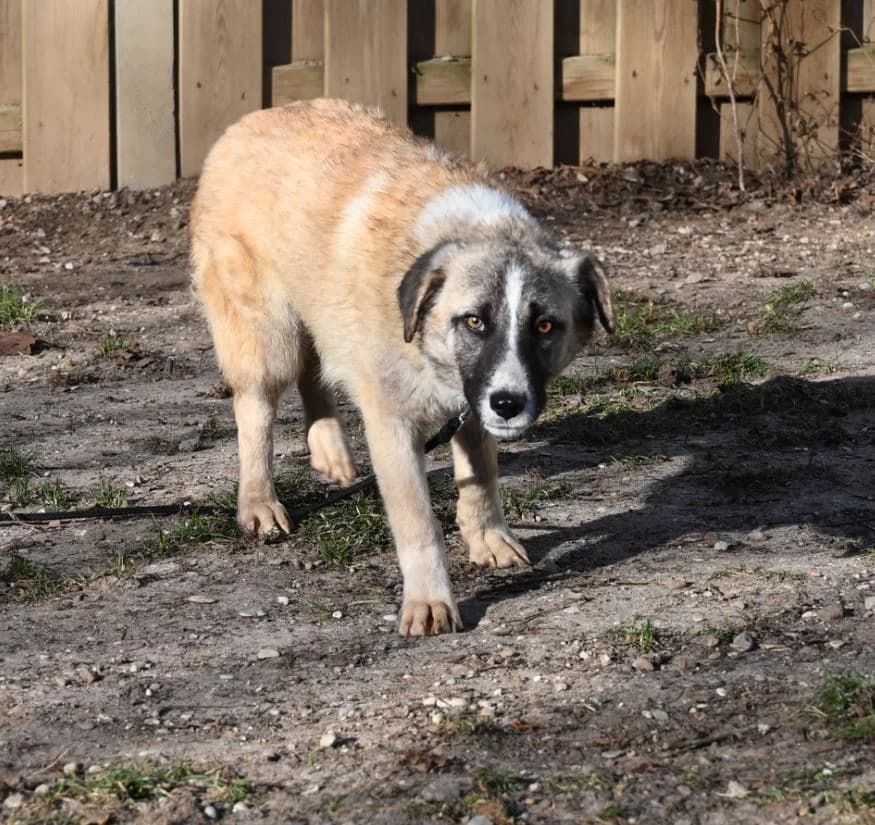 Madison, female Mixed Breed for adoption at Tierschutz Wörrstadt — photo 2 of 6