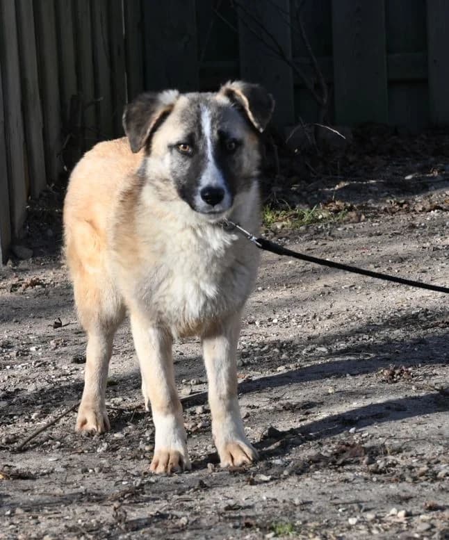Madison, female Mixed Breed for adoption at Tierschutz Wörrstadt — photo 3 of 6