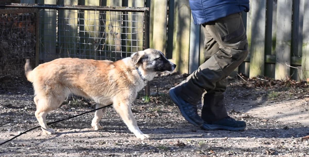 Madison, female Mixed Breed for adoption at Tierschutz Wörrstadt — photo 4 of 6