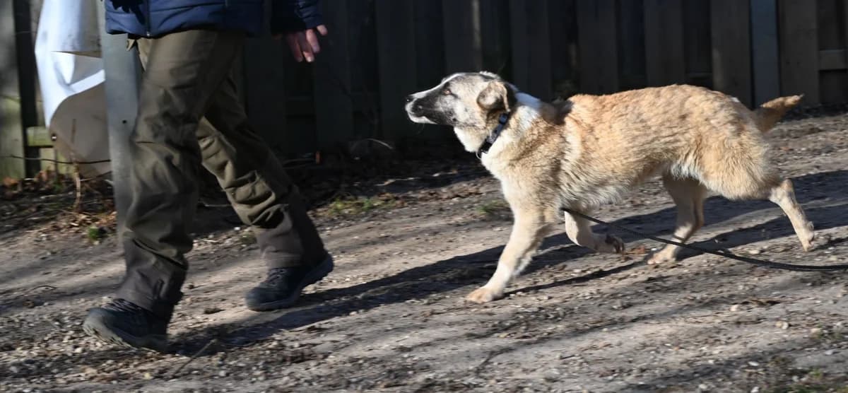 Madison, female Mixed Breed for adoption at Tierschutz Wörrstadt — photo 5 of 6