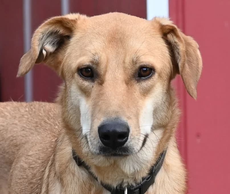 Bohdi, Mixed Breed (Tierschutz Wörrstadt)