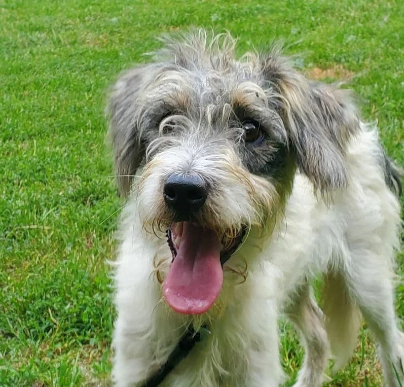 Fuzzy, male young Mixed Breed for adoption at Tierschutz Wörrstadt, Wörrstadt