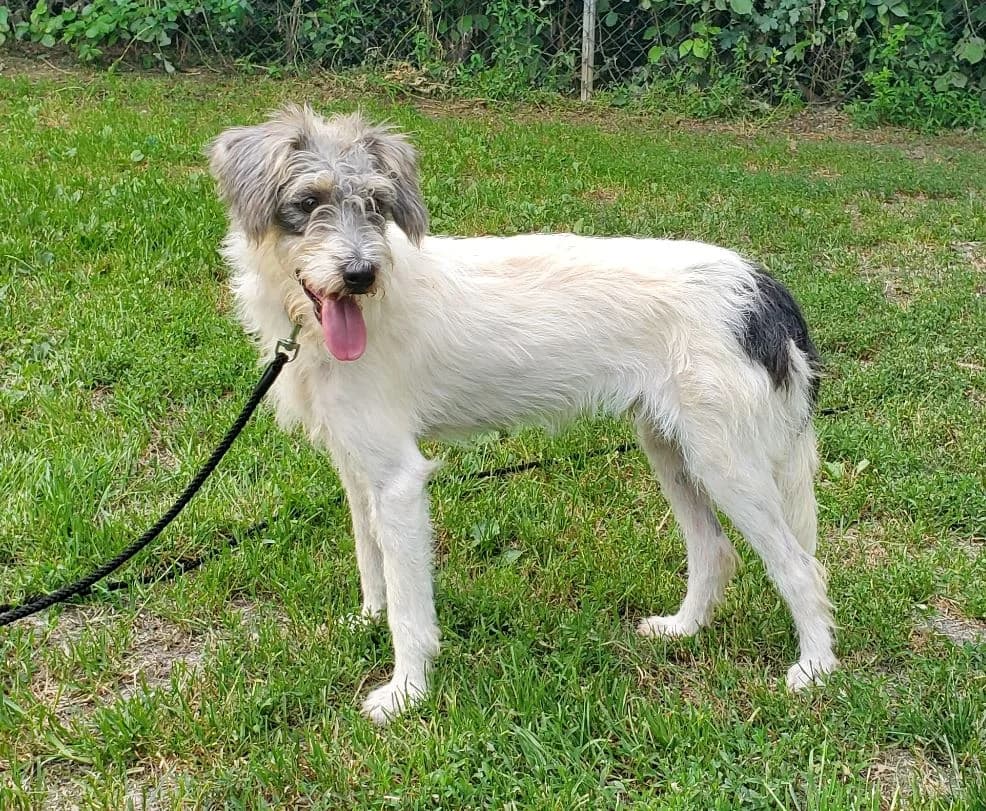 Fuzzy, male Mixed Breed for adoption at Tierschutz Wörrstadt — photo 2 of 7