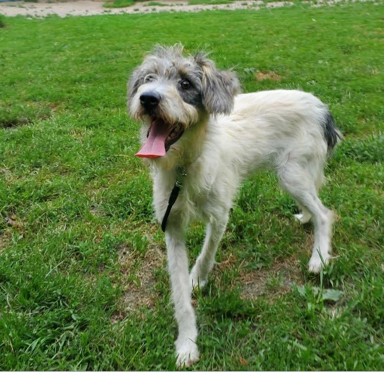 Fuzzy, male Mixed Breed for adoption at Tierschutz Wörrstadt — photo 3 of 7