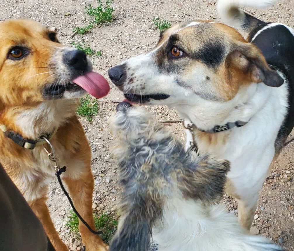 Fuzzy, male Mixed Breed for adoption at Tierschutz Wörrstadt — photo 4 of 7