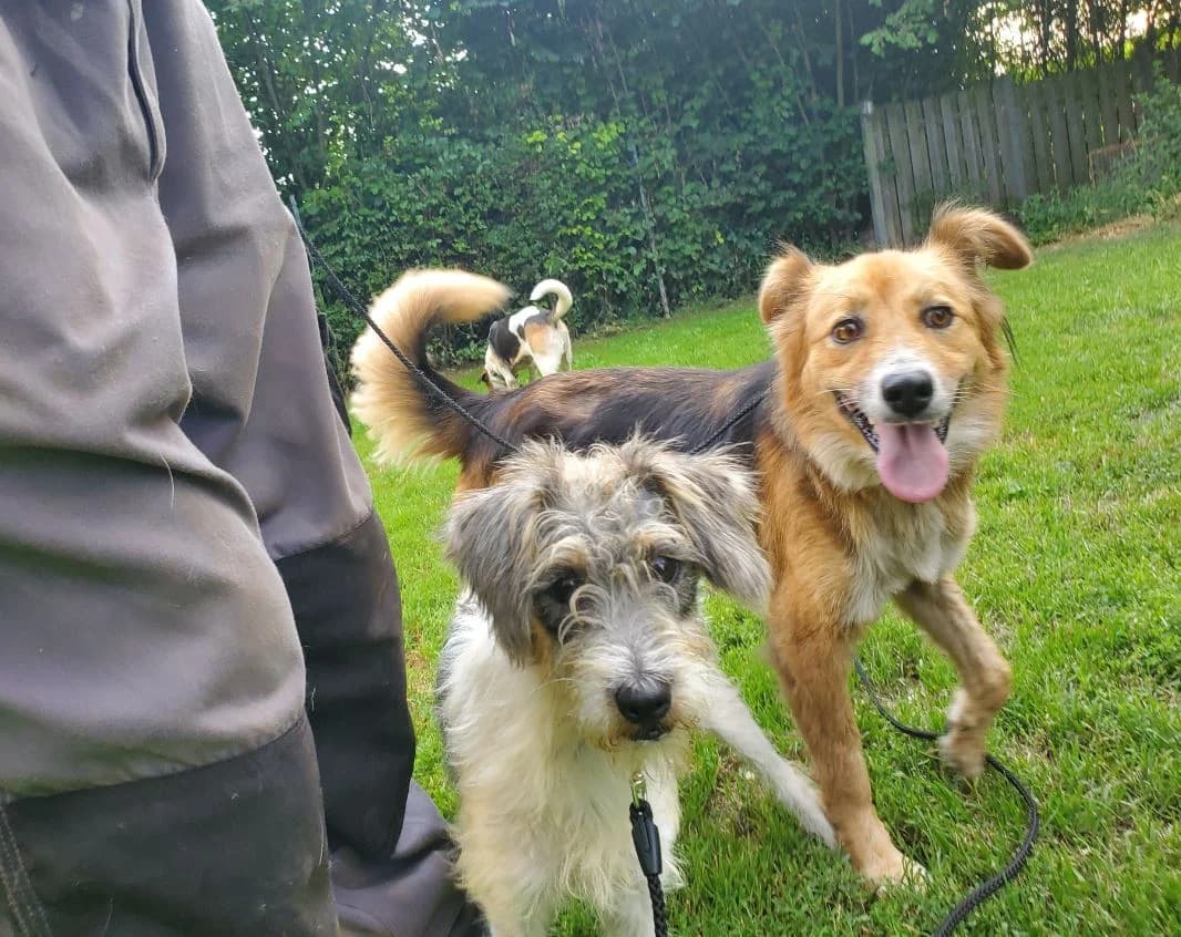 Fuzzy, male Mixed Breed for adoption at Tierschutz Wörrstadt — photo 5 of 7