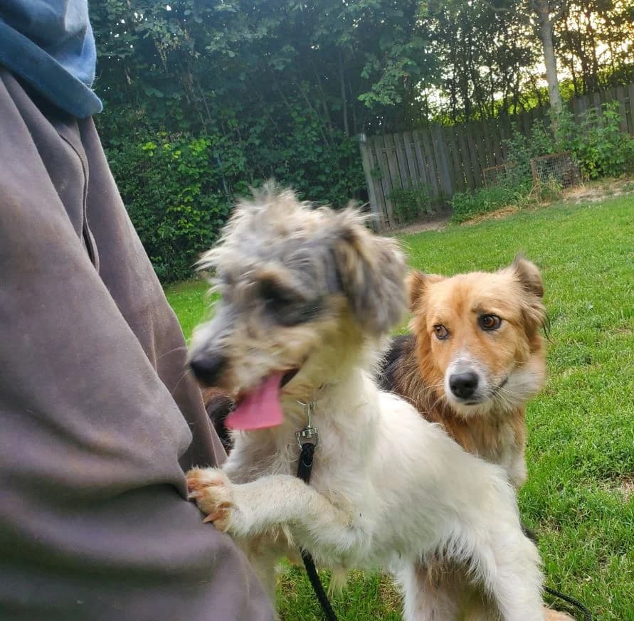 Fuzzy, male Mixed Breed for adoption at Tierschutz Wörrstadt — photo 6 of 7