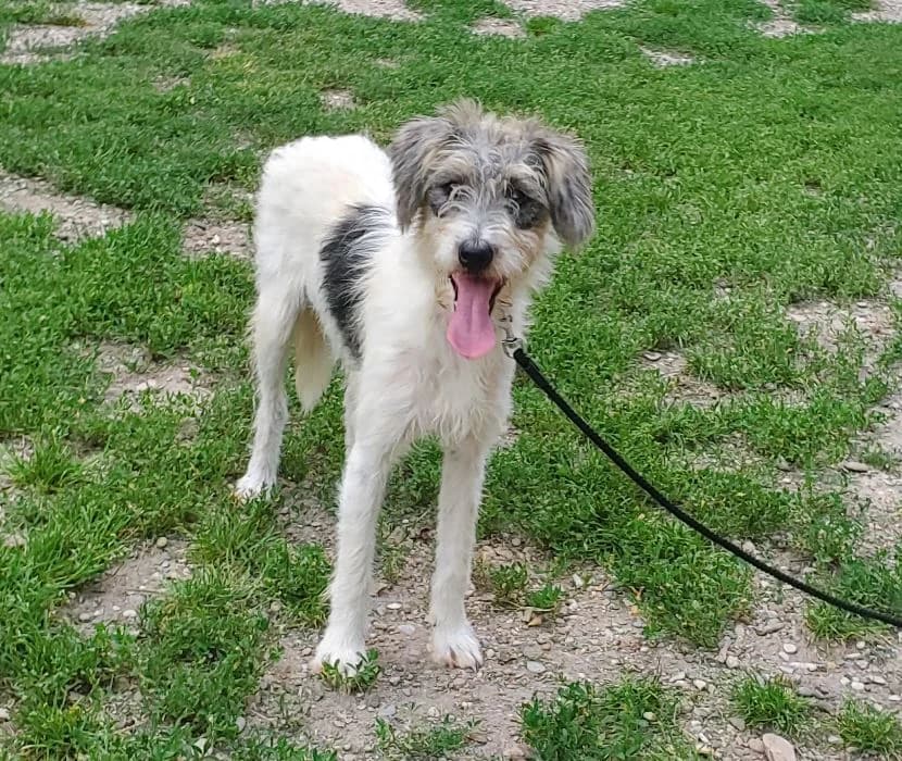 Fuzzy, male Mixed Breed for adoption at Tierschutz Wörrstadt — photo 7 of 7