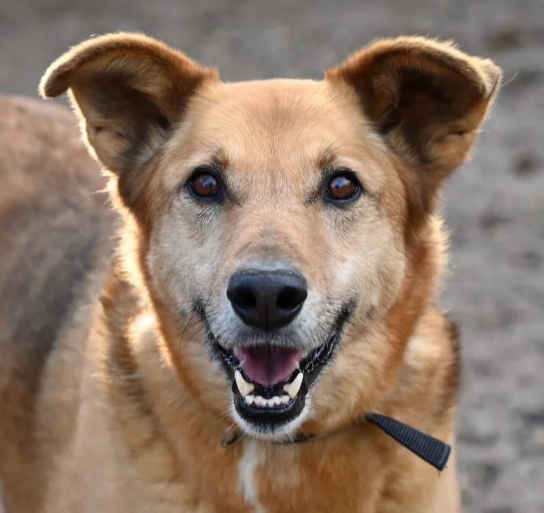 Hardy, male German Shepherd for adoption at Tierschutz Wörrstadt