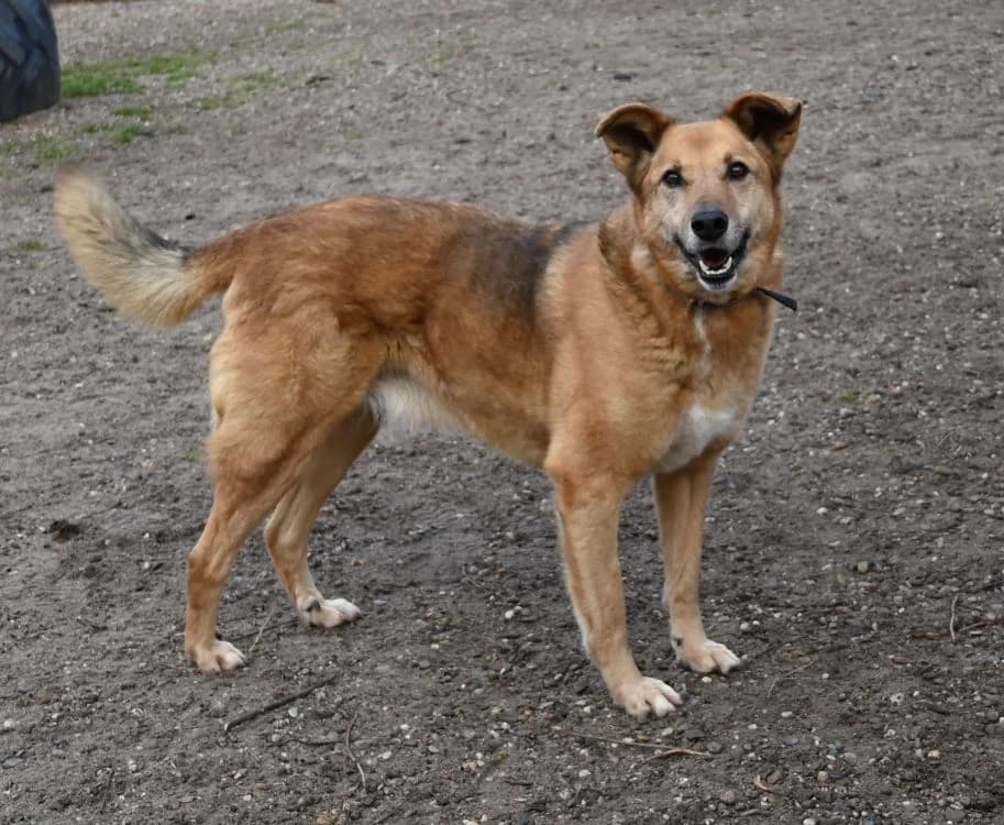 Hardy, male German Shepherd for adoption at Tierschutz Wörrstadt — photo 2 of 7