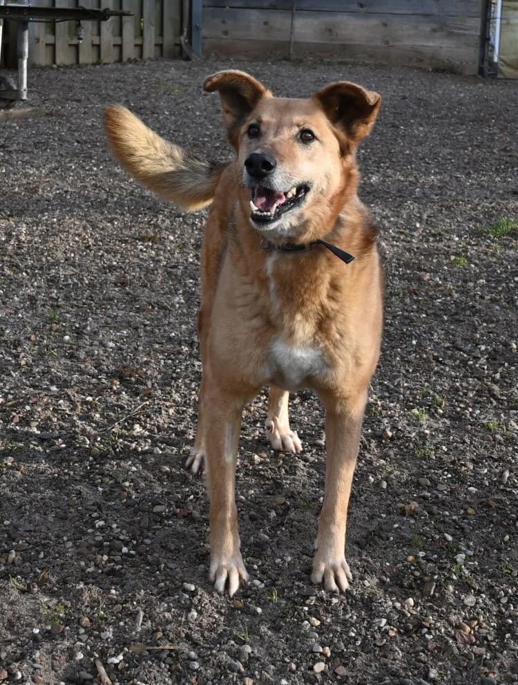 Hardy, male German Shepherd for adoption at Tierschutz Wörrstadt — photo 3 of 7
