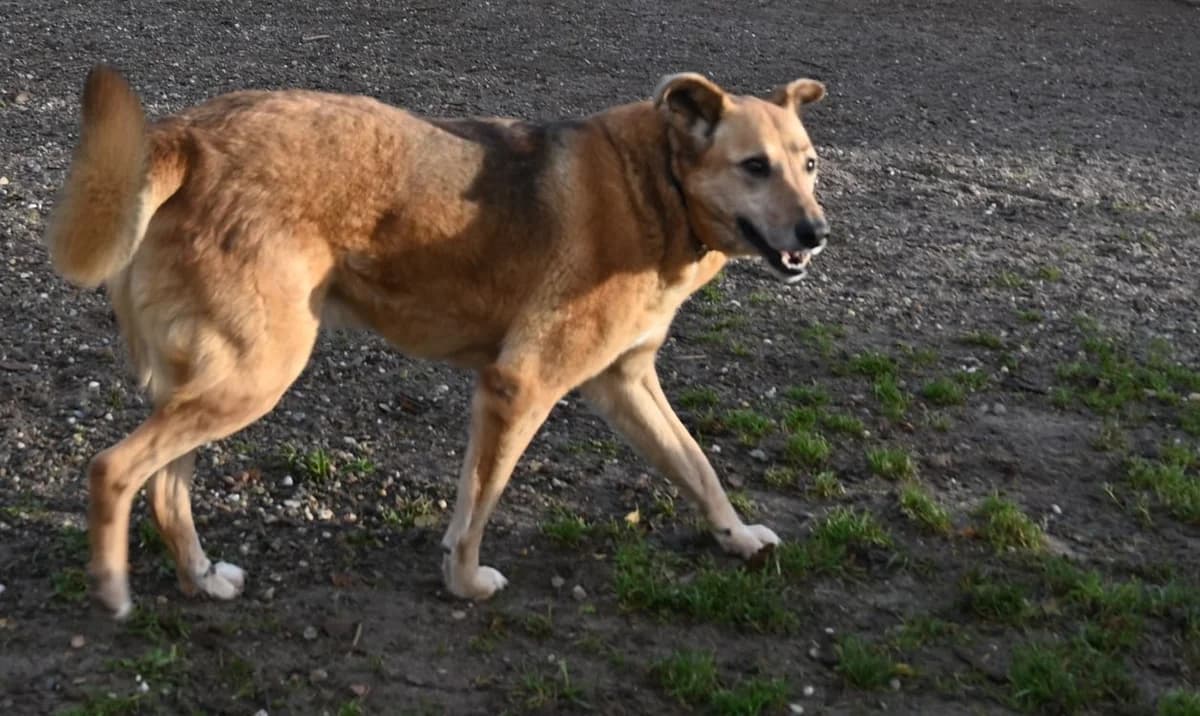 Hardy, male German Shepherd for adoption at Tierschutz Wörrstadt — photo 4 of 7