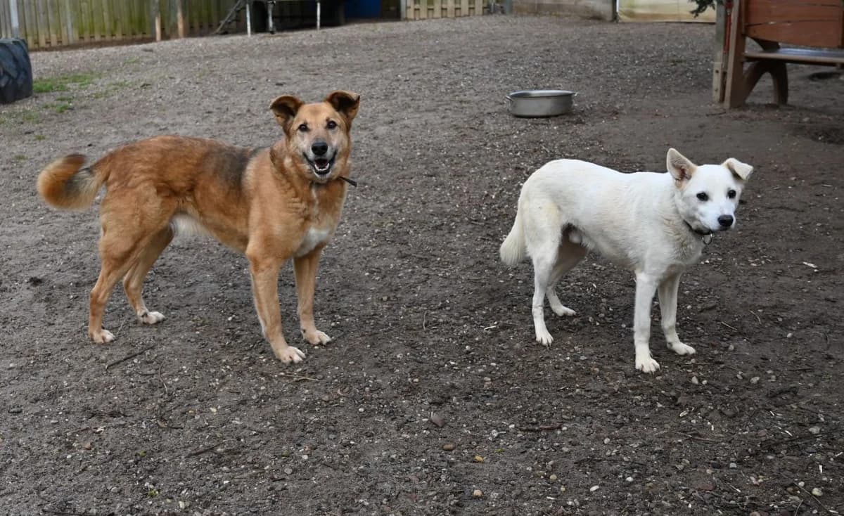 Hardy, male German Shepherd for adoption at Tierschutz Wörrstadt — photo 5 of 7