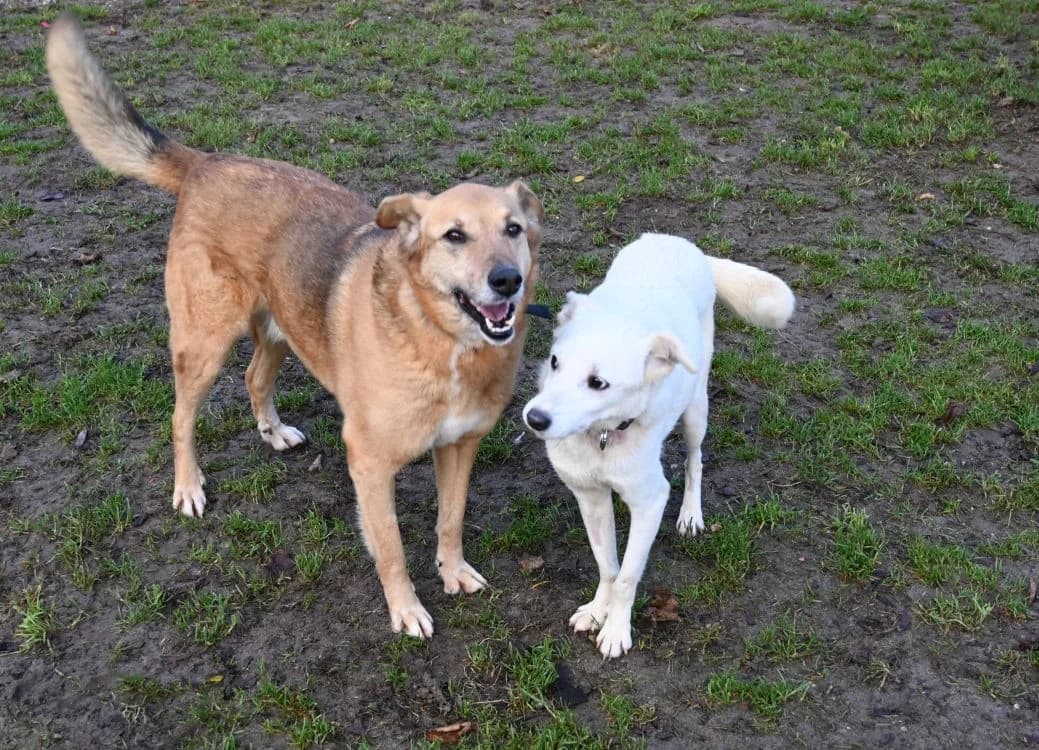 Hardy, male German Shepherd for adoption at Tierschutz Wörrstadt — photo 6 of 7